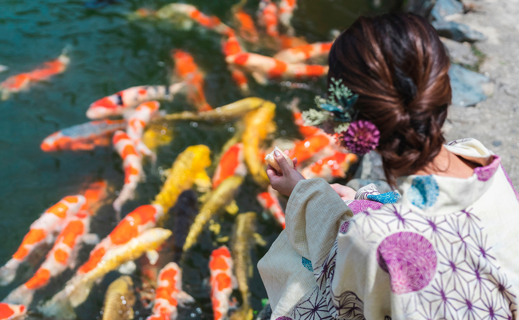 錦鯉に餌をやる浴衣姿の女性