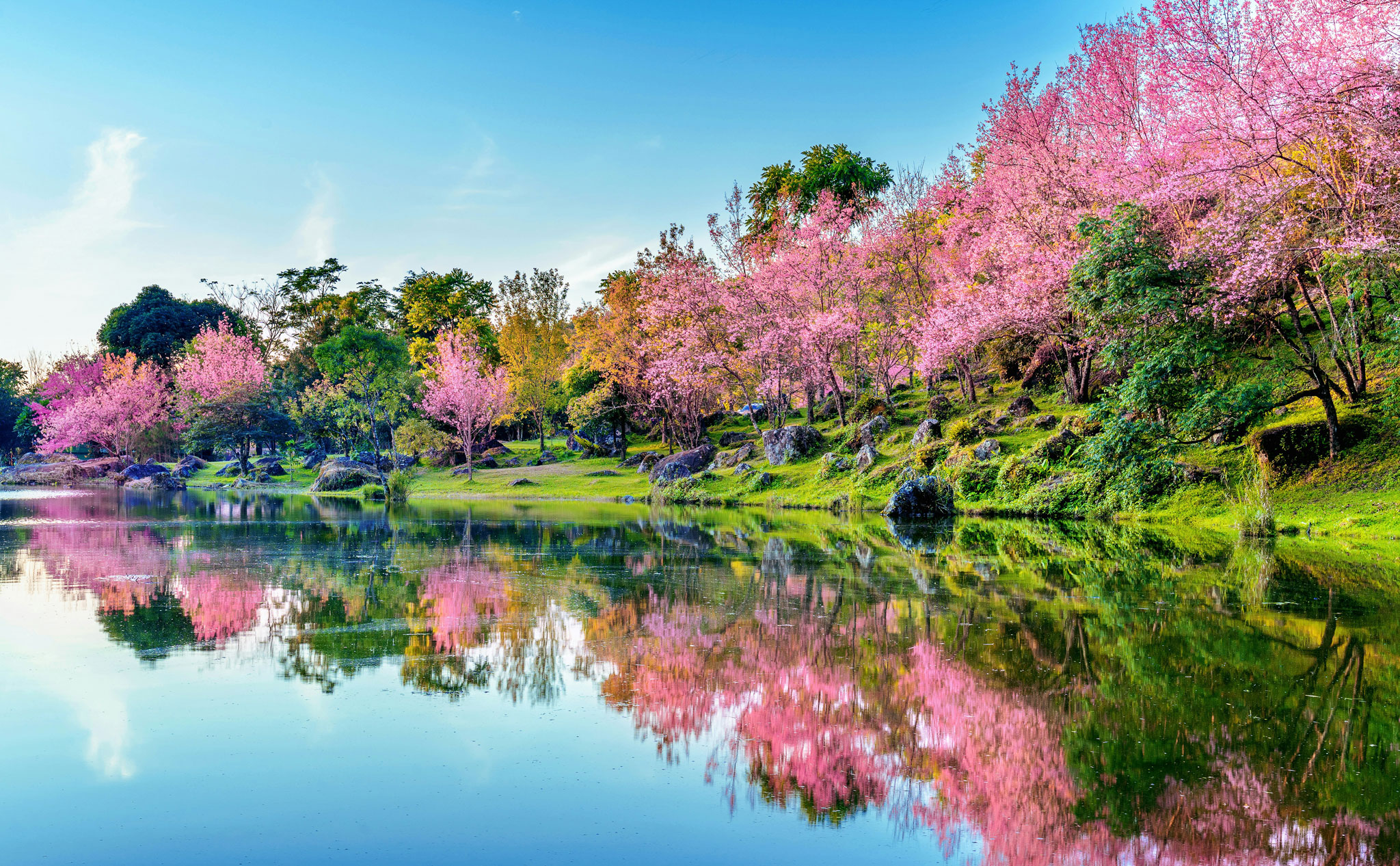 日本の象徴ベスト2位「桜」