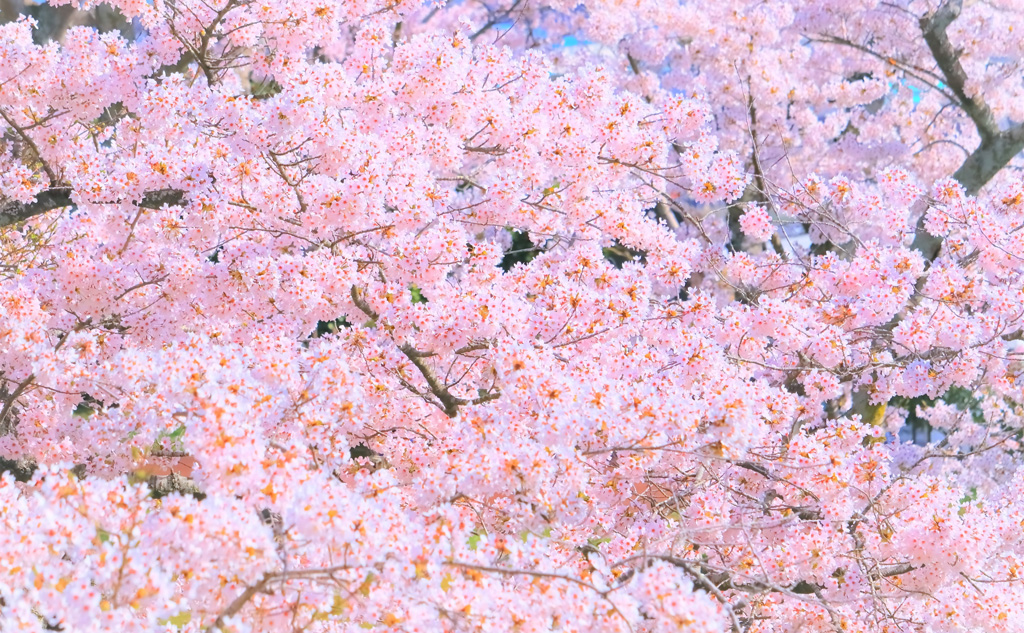 満開の桜