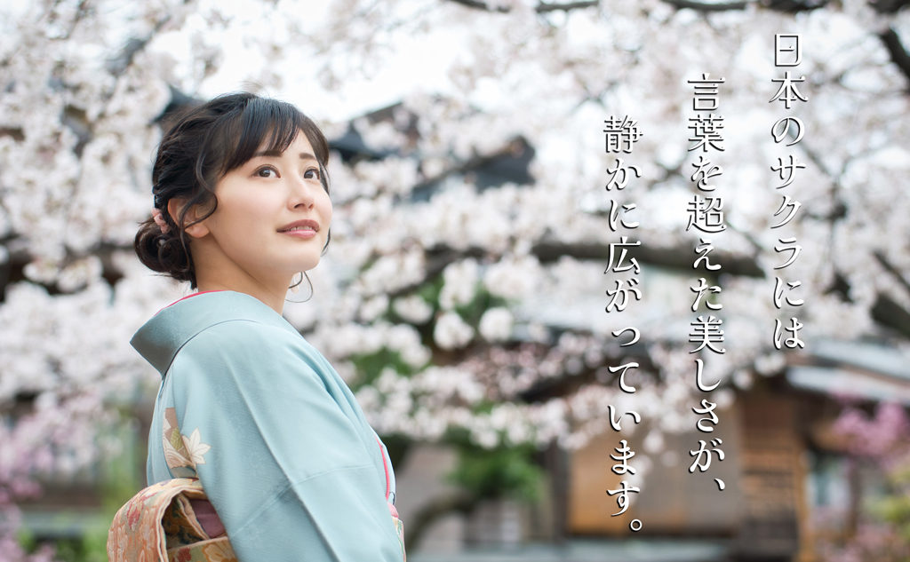 桜を愛でる