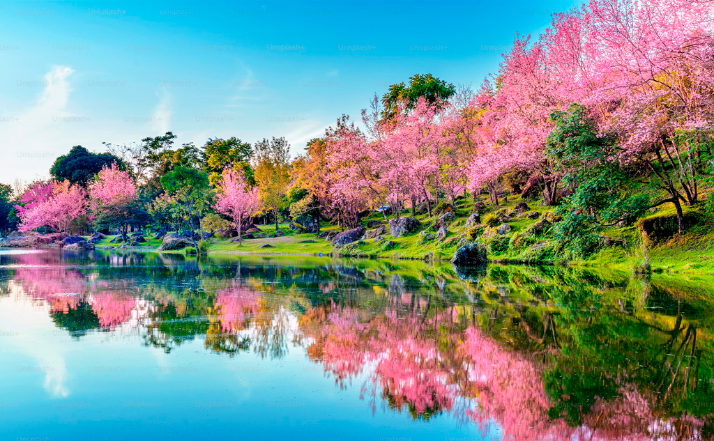 桜