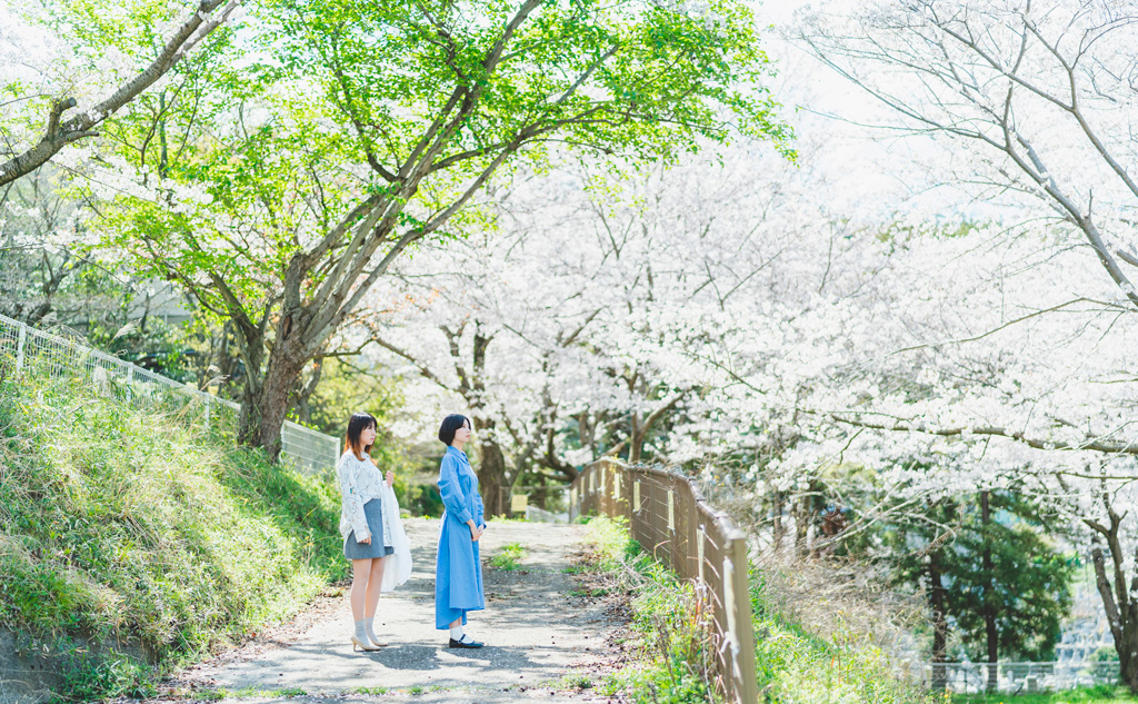 桜を愛でる