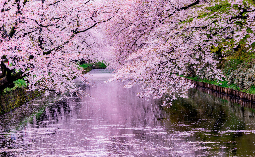 桜が散る