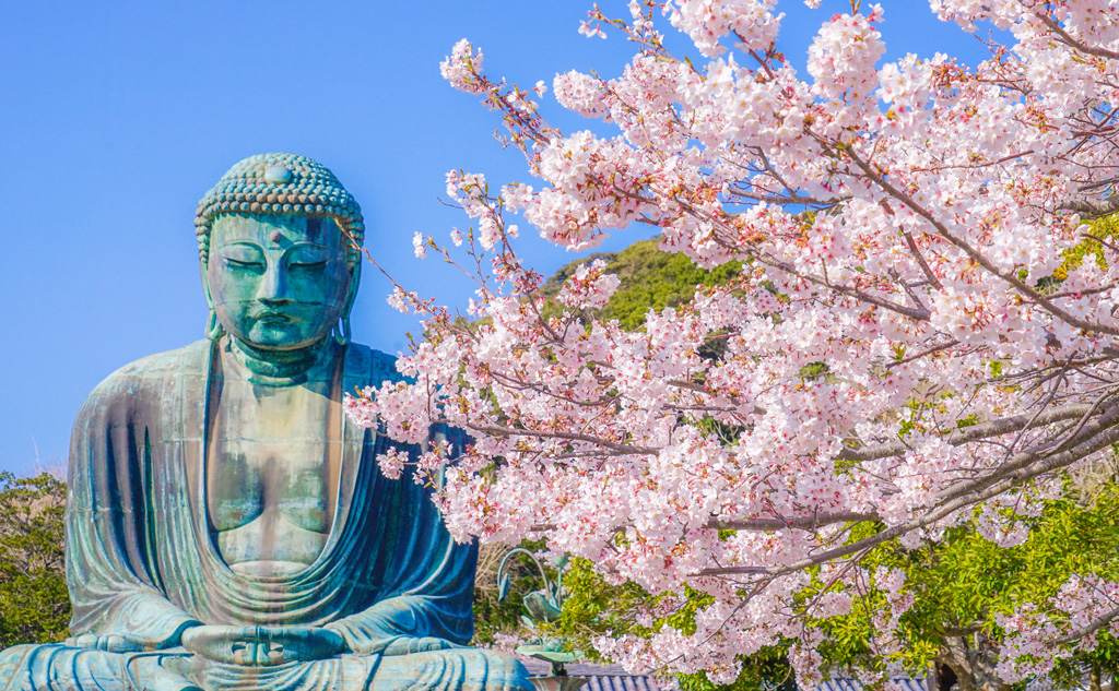 鎌倉の大仏と満開の桜