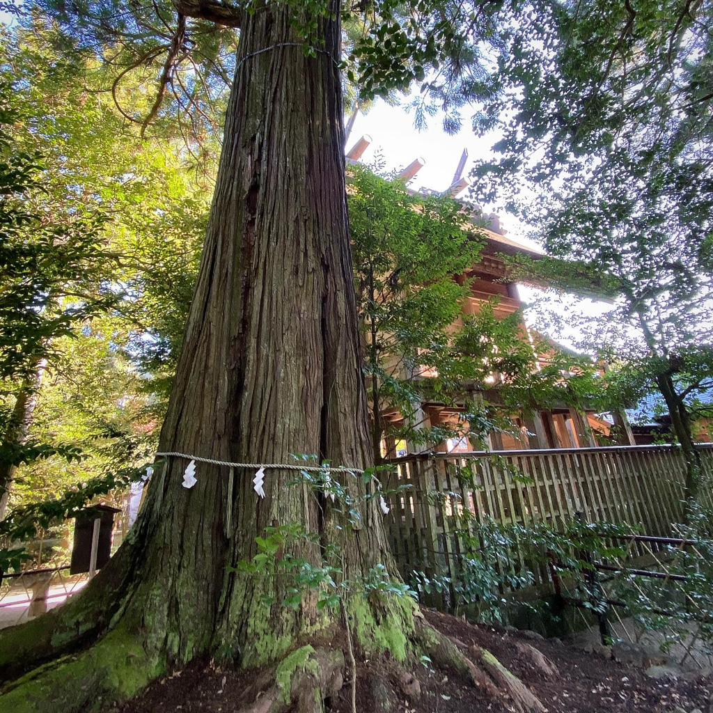 亭々として天を摩する老杉/島根県